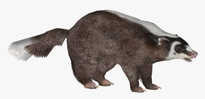 Transparent Ferret Png - Grizzly Bear, Png Download, Free Download