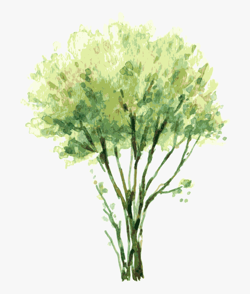 Vector Free Painting Tree Illustration Trees - Watercolor Tree Elevation Png, Transparent Png, Free Download