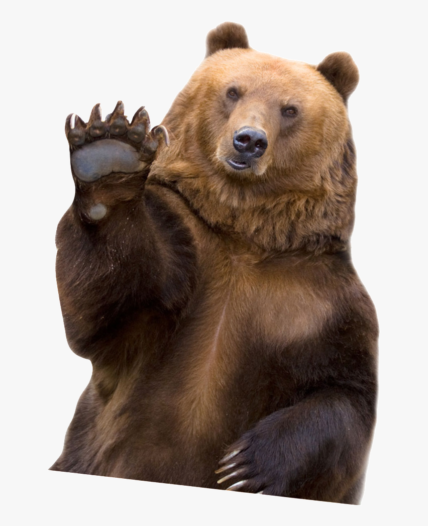 Fat Grizzly Bear , Png Download - Bear Hello, Transparent Png, Free Download