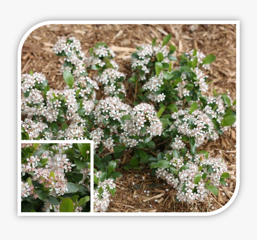 Picture - Low Scape Mound Chokeberry, HD Png Download, Free Download