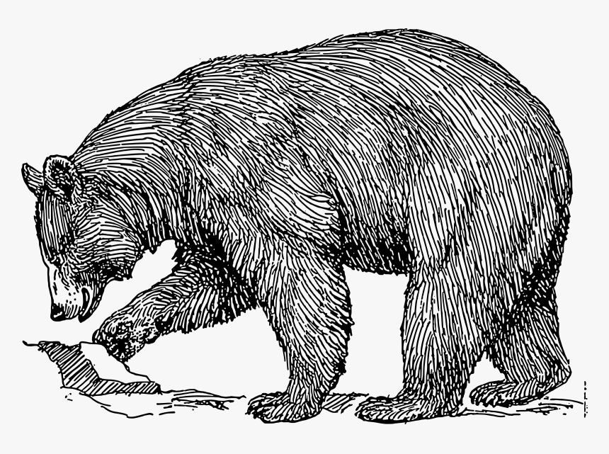 Black Bear Clip Arts - Black Bear Line Drawing, HD Png Download, Free Download