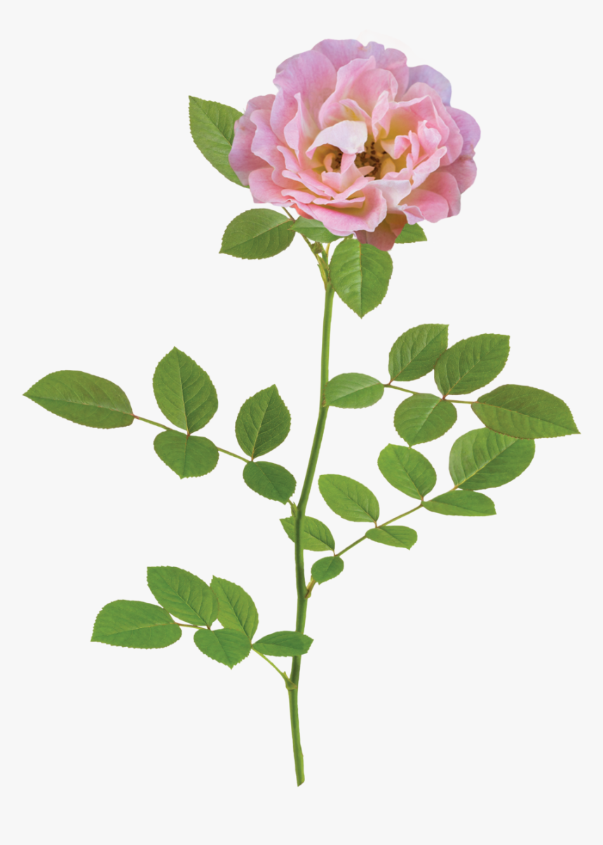Peach Drift Branch - One Flower Png, Transparent Png, Free Download