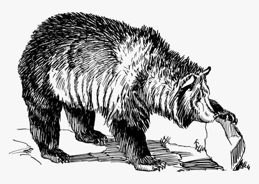 Grizzly, Bear, Animal, Biology, Mammal, Zoology - Grizzly Bear Line Art, HD Png Download, Free Download