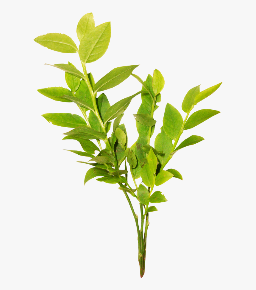 Tea Plant, HD Png Download, Free Download