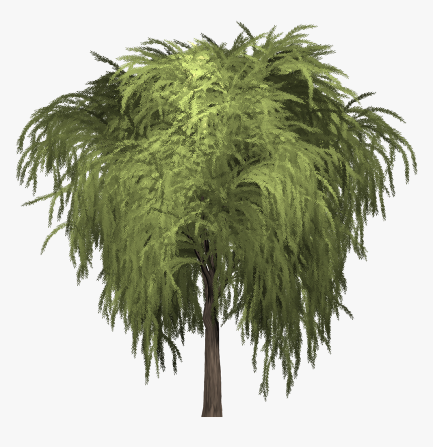 Some Willows Are Low-growing Or Creeping Shrubs - Pond Pine, HD Png Download, Free Download