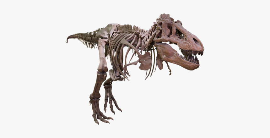 T Rex Png Background Image - T Rex Skeleton Transparent, Png Download, Free Download