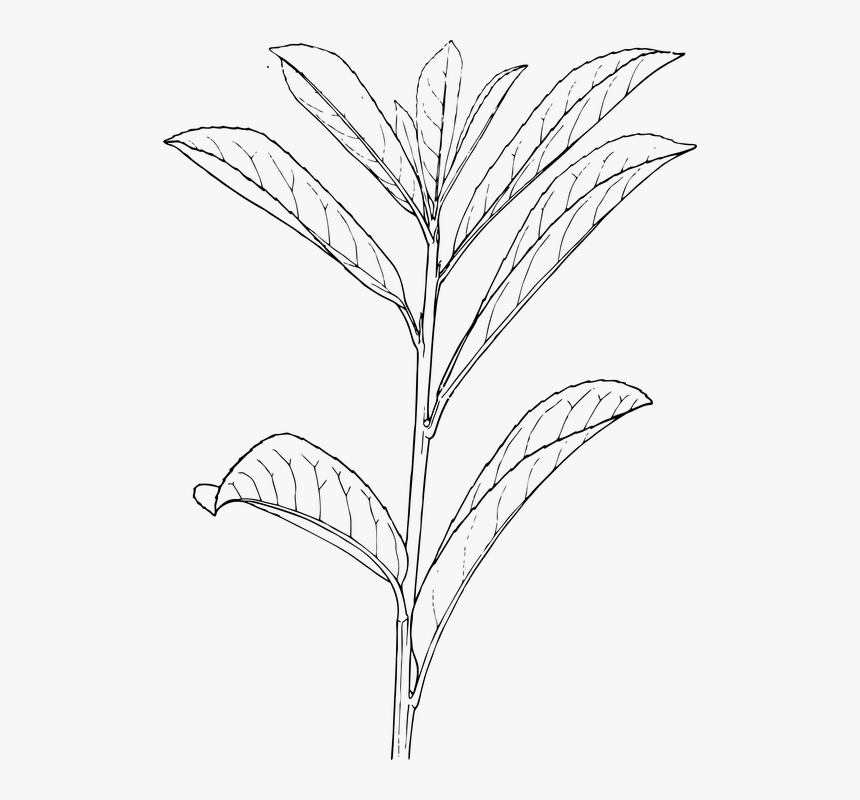 Plant, Leaves, Black And White, Shrubs, Stem, Branch - Draw A Shrub Plant, HD Png Download, Free Download
