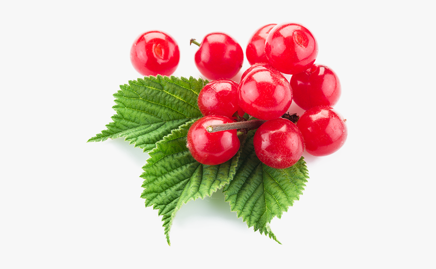 Nanking Cherry, HD Png Download, Free Download