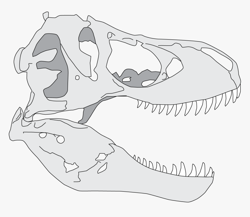T Rex Skull Drawing Simple, HD Png Download - kindpng.