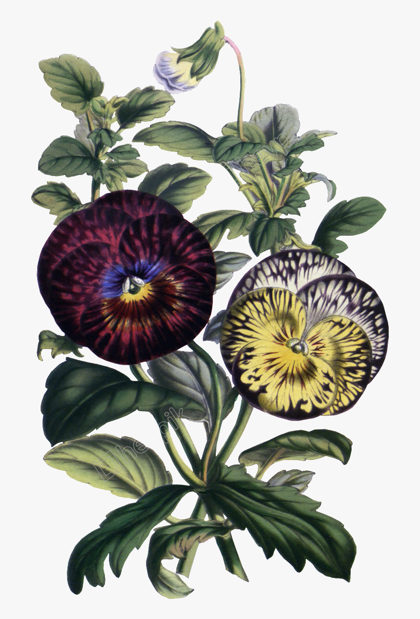 Vintage Flower Vector Png - Anchieta Salutaris, Transparent Png, Free Download