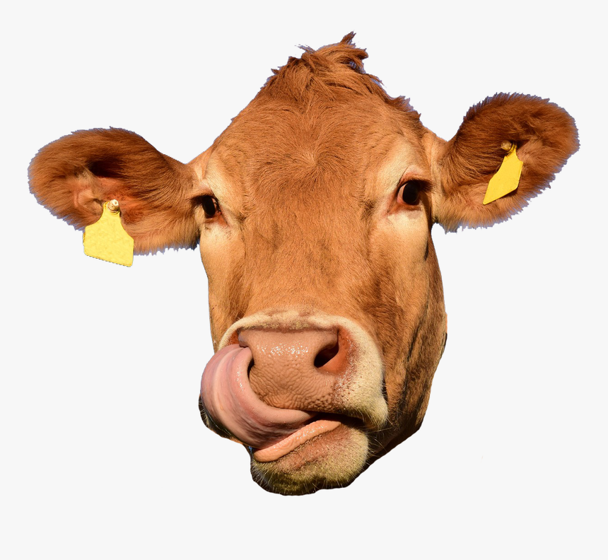 Picture - Cow Face No Background, HD Png Download, Free Download