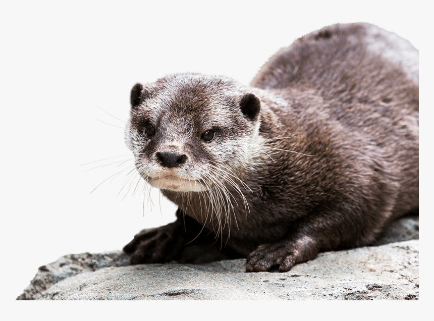 Otter Background Png - Otter Png, Transparent Png, Free Download