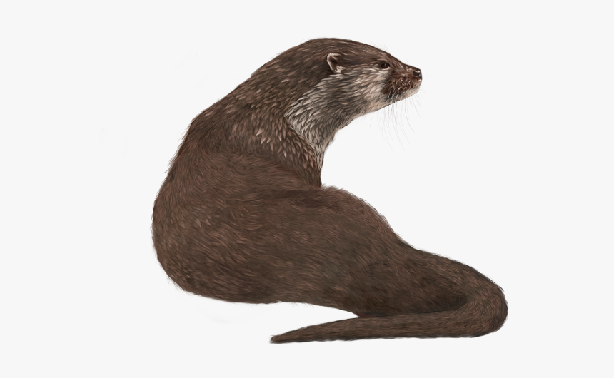 Sea-otter - Otters Transparent, HD Png Download, Free Download