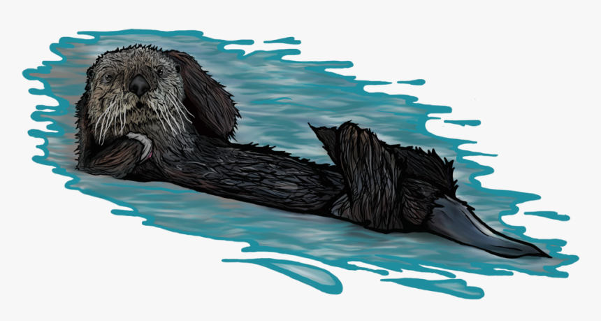 Transparent Otter Png - Sea Otter, Png Download, Free Download
