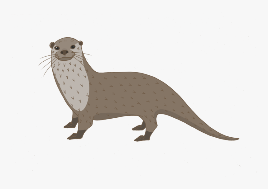 Ferret, HD Png Download, Free Download