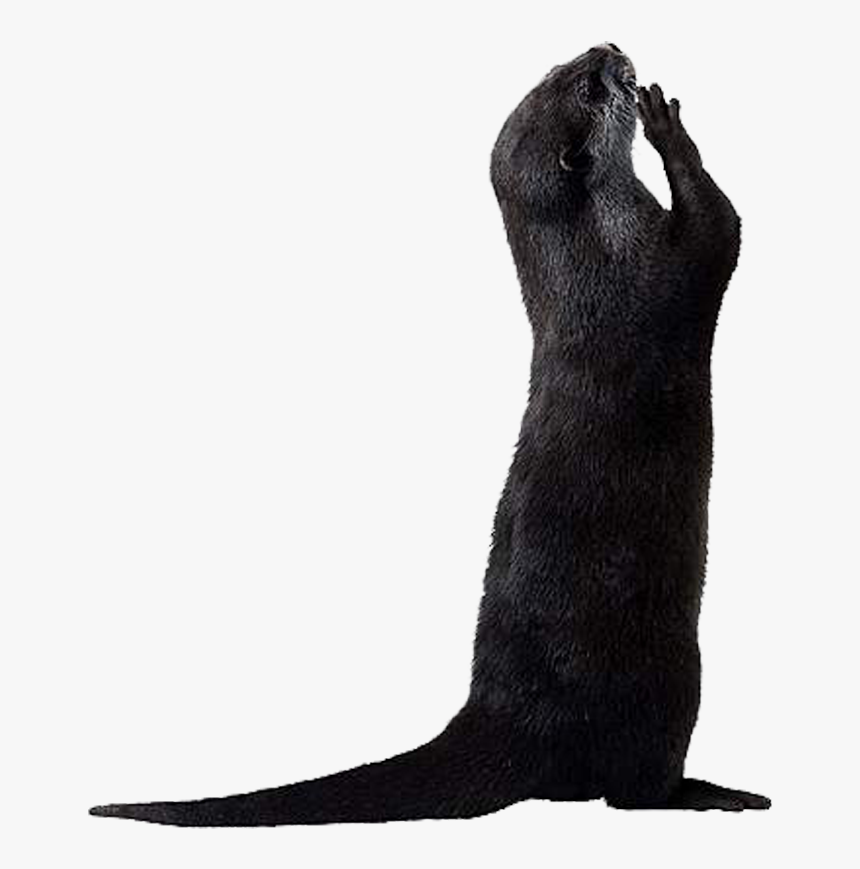 Otter Png Picture - Otter Standing Up Png, Transparent Png, Free Download