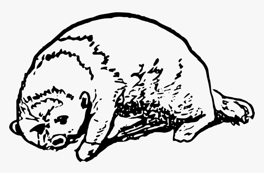 Otter, HD Png Download, Free Download
