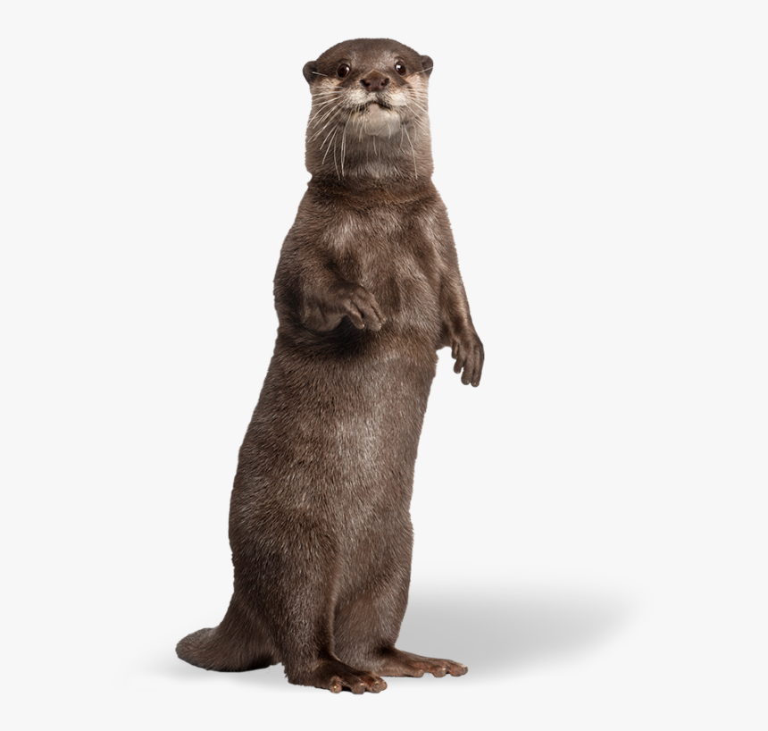 Punxsutawney Phil, HD Png Download, Free Download