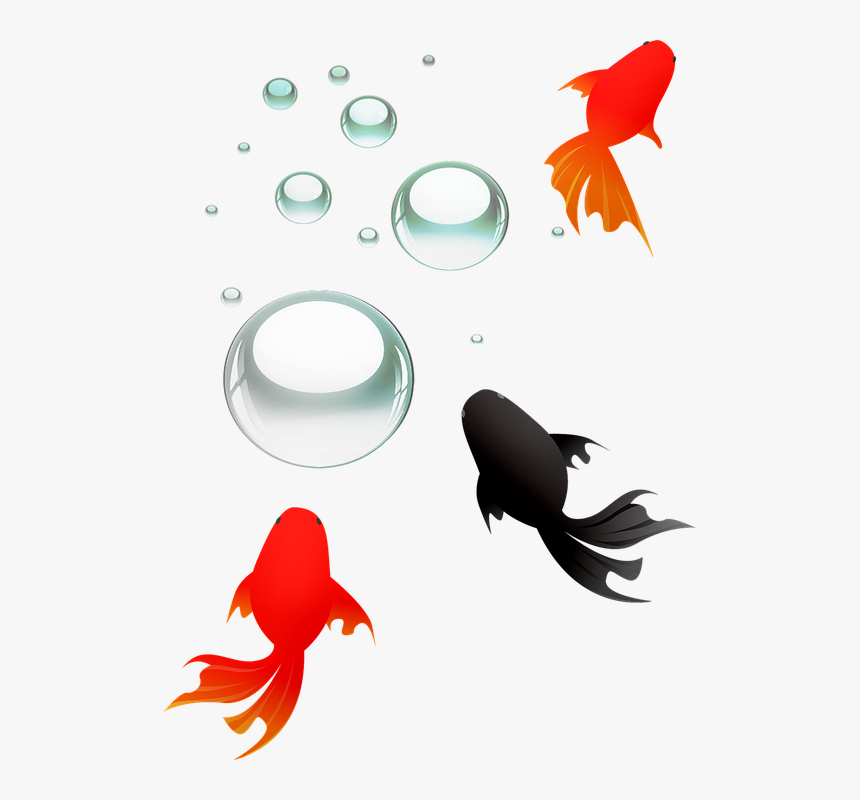 Fish, Koi, Goldfish, Black Fish, Underwater, Carp - Gambar Kartun Ikan Koi Hitam, HD Png Download, Free Download