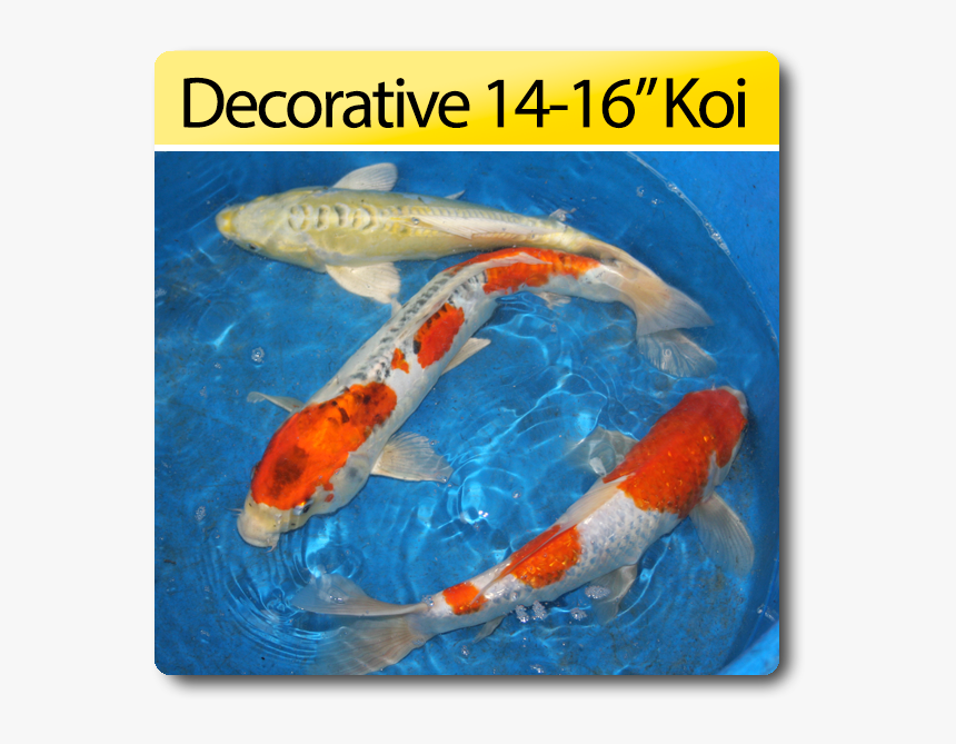 Koi, HD Png Download, Free Download