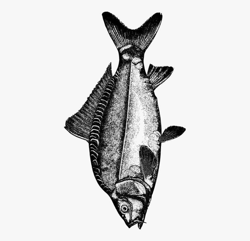 Bat,monochrome Photography,seafood - Common Carp, HD Png Download, Free Download