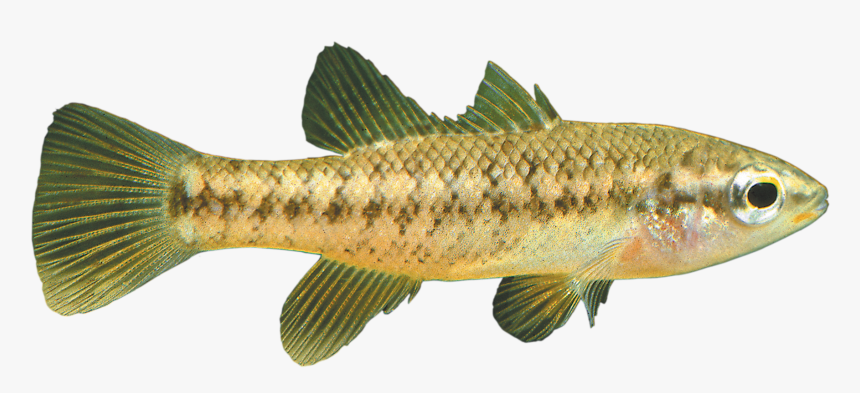 River Fish Png - Trout, Transparent Png, Free Download