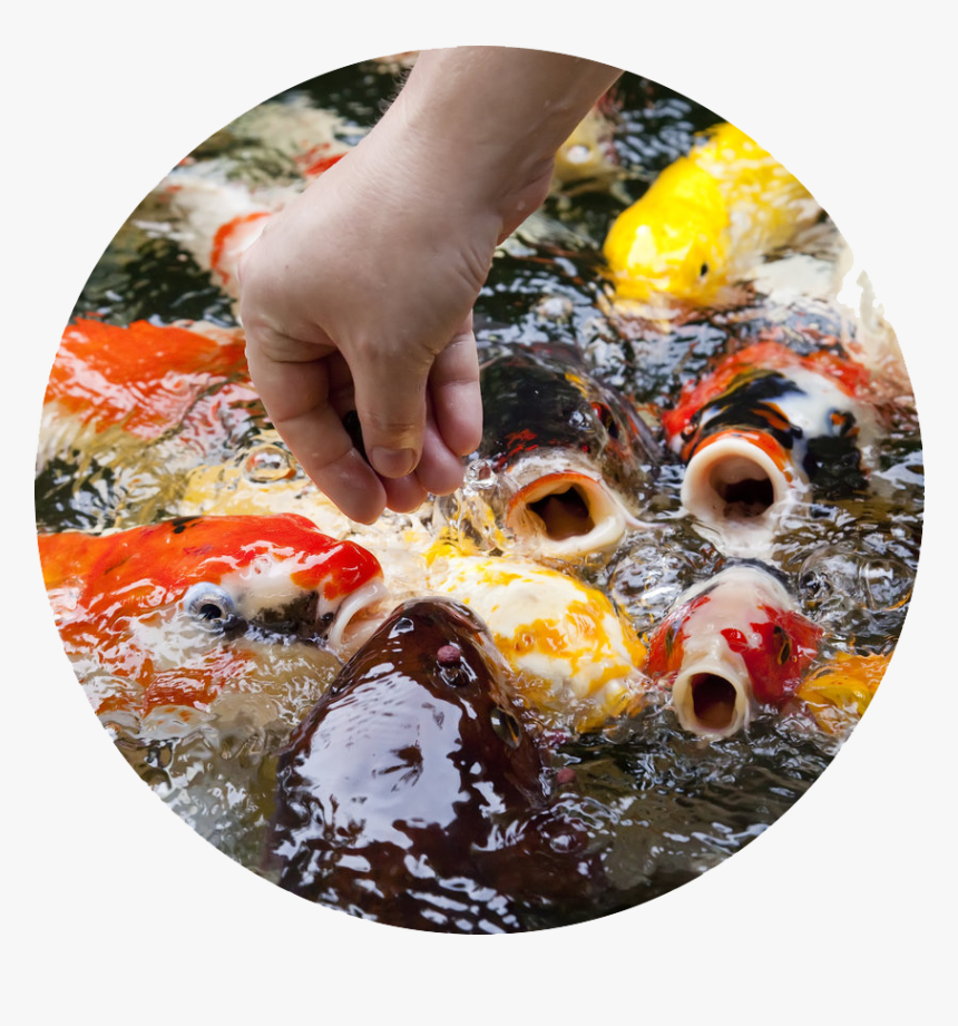 Do Koi Fish Eat, HD Png Download, Free Download