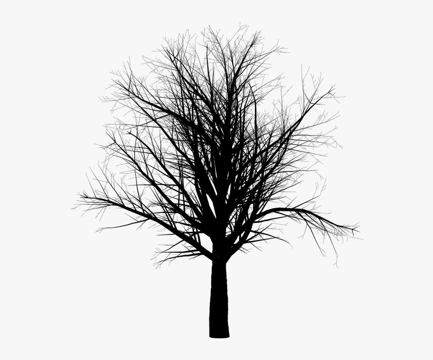 Branches Of Trees, Forest - Halloween Transparent Tree, HD Png Download, Free Download