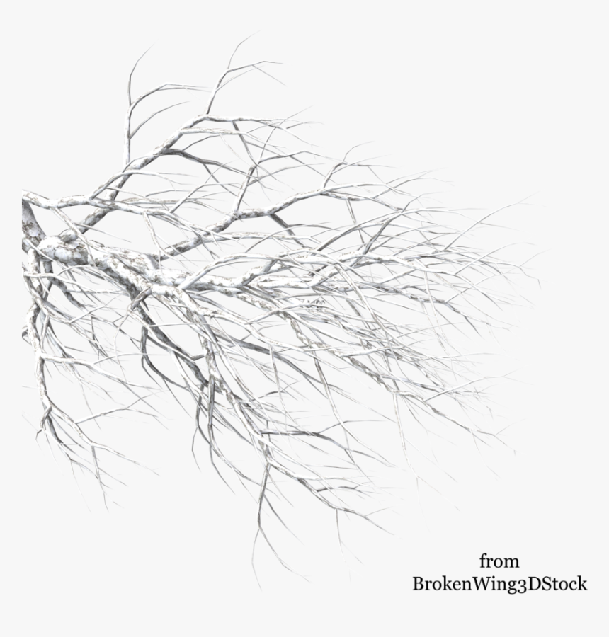 A Tree In Winter - Tree Branch Covered In Snow Drawing, HD Png Download, Free Download