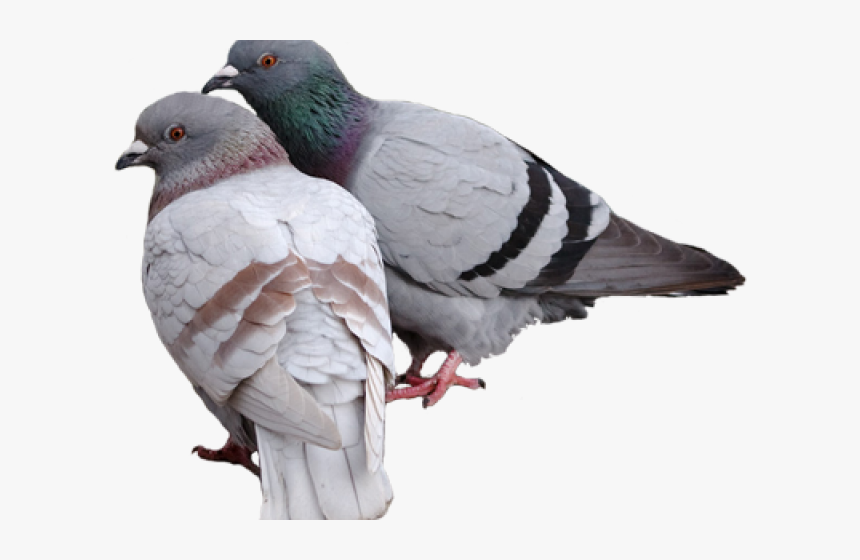 Pigeon Png Transparent Images - Pigeons Png, Png Download, Free Download