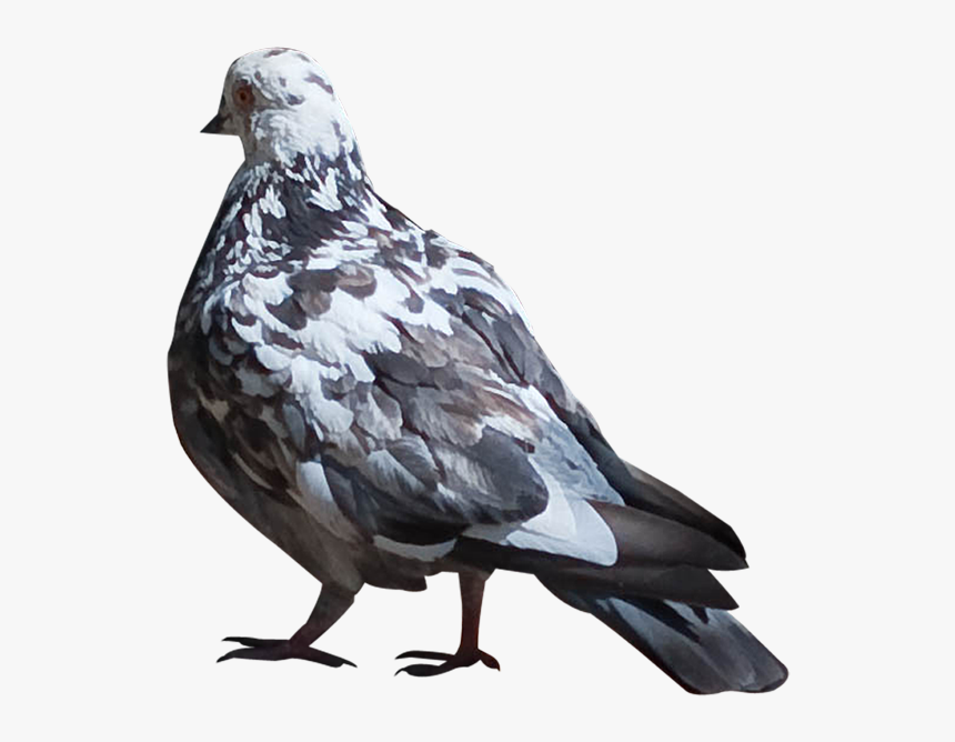 Stock Dove, HD Png Download, Free Download