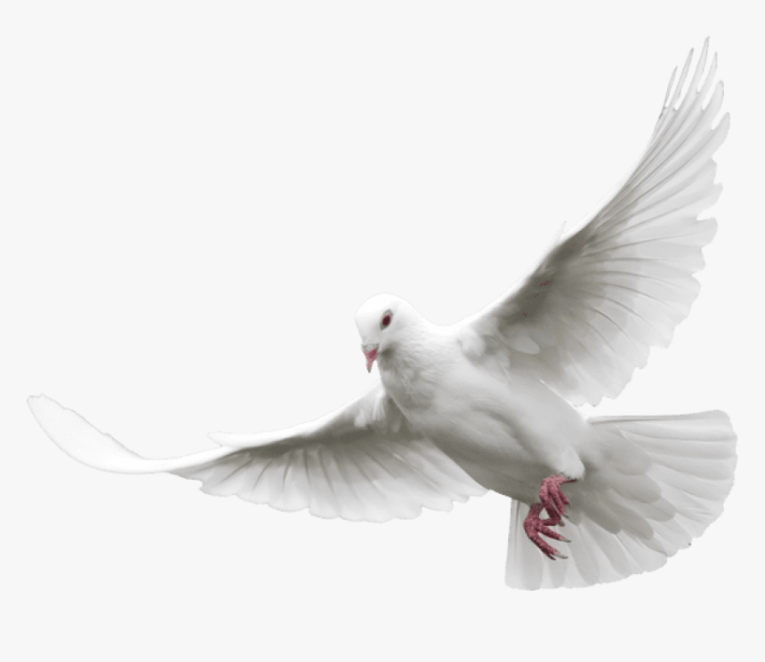 Pigeon Png Transparent Images - Transparent Background Dove Png, Png Download, Free Download