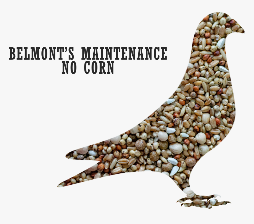 Belmont"s Maintenance Pigeon Mix No Corn"
 Title="belmont"s - Pigeons And Doves, HD Png Download, Free Download