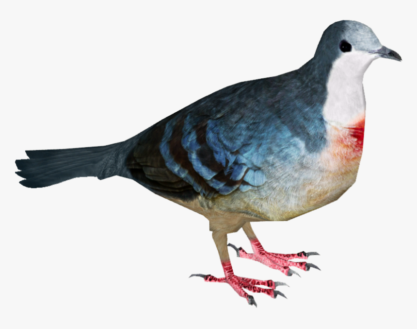 Luzon Bleeding Heart - Bleeding Heart Pigeon Png, Transparent Png, Free Download