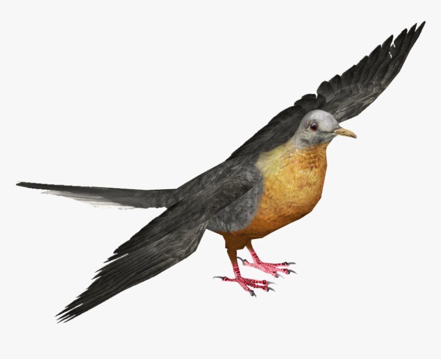 Passenger Pigeon M - Transparent Background Passenger Pigeon Png, Png Download, Free Download