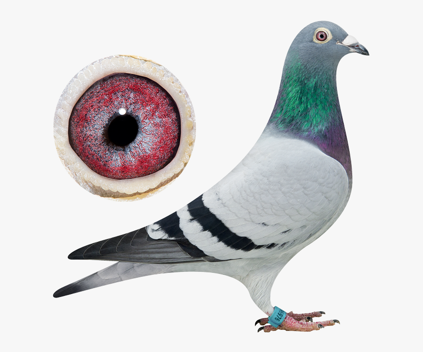 Top Pigeon - Henk De Weerd Pigeons, HD Png Download, Free Download