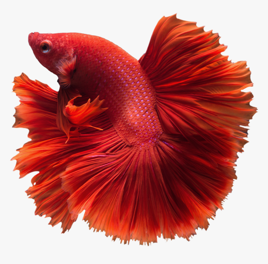 Clip Art Dumbo Halfmoon Betta - Siamese Fighting Fish Png, Transparent Png, Free Download