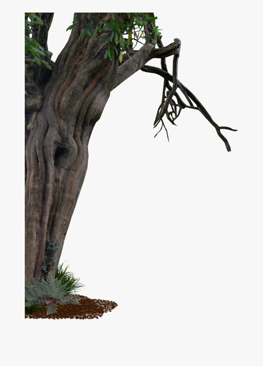 Tree Transparent Branch Trunk Free Frame Clipart - Old Trees Png, Png Download, Free Download