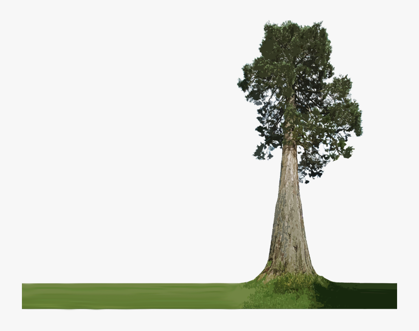 Transparent Tree Trunk Png - Tall Tree, Png Download, Free Download