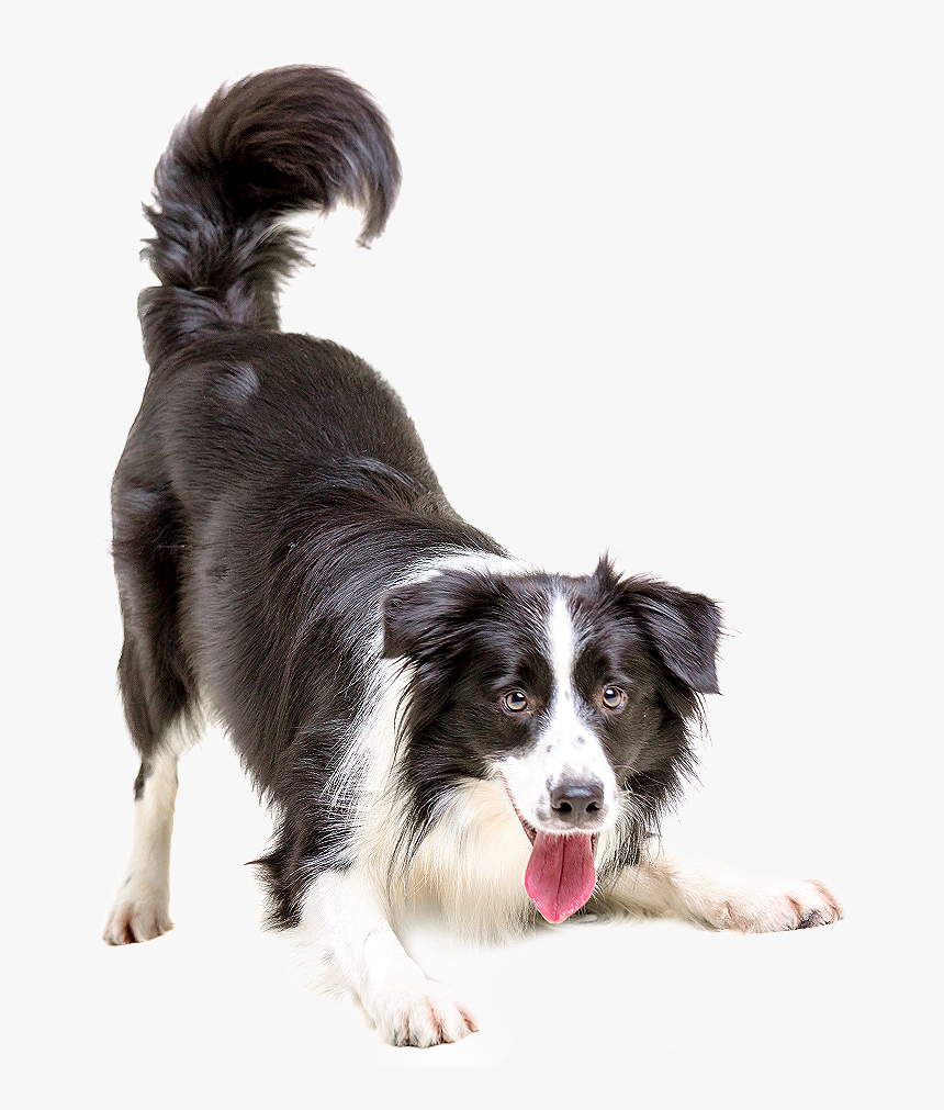 Border Collie Puppy Cat Pet Veterinarian - Border Collie Transparent Background, HD Png Download, Free Download