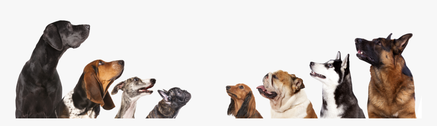 Dogs Png, Transparent Png, Free Download