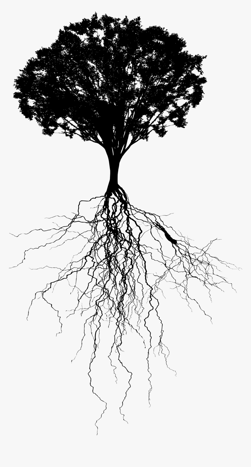 Tree And Roots Png - Tree With Roots Png, Transparent Png, Free Download