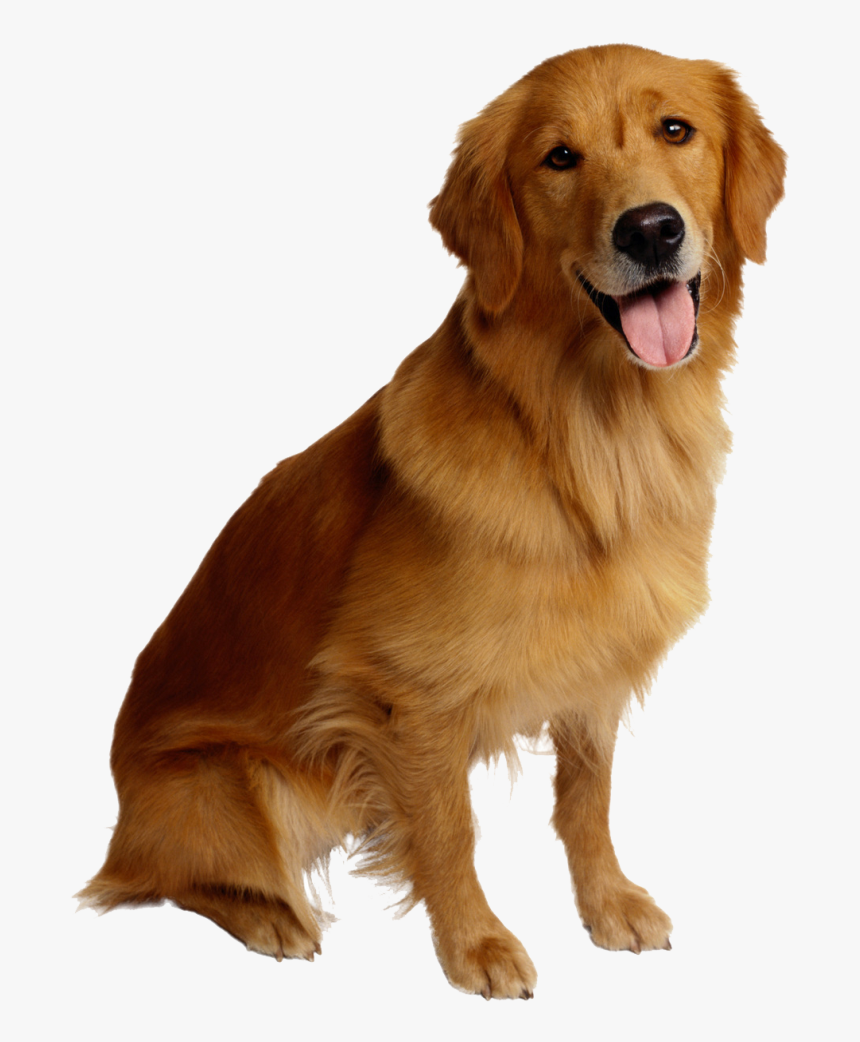 Dog Cat Pet Backup Camera - Golden Retriever Dog Transparent Background, HD Png Download, Free Download