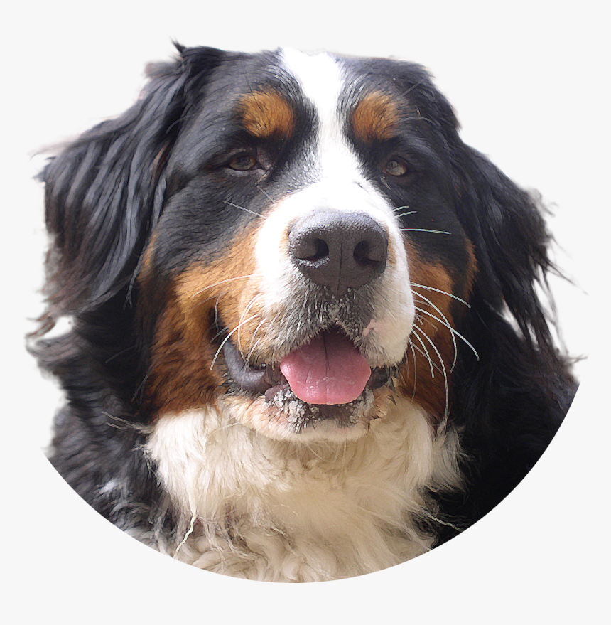 Download And Use Dogs Png Picture - Dog, Transparent Png, Free Download