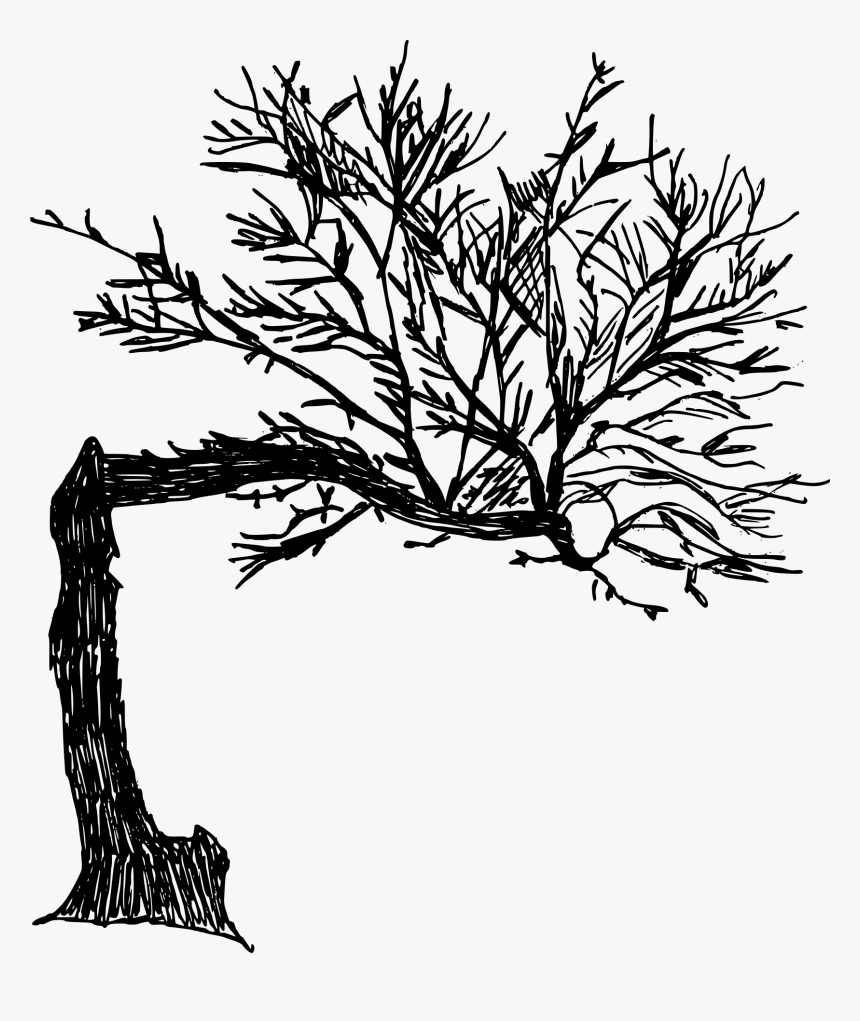 Tree Png Drawing, Transparent Png, Free Download