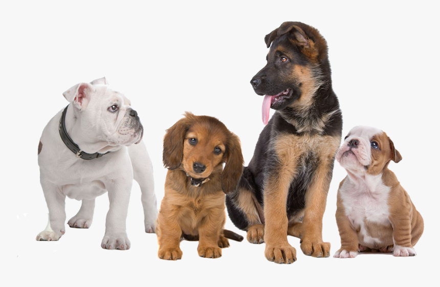 Puppy Training Classes - Transparent Background Pets Png, Png Download, Free Download
