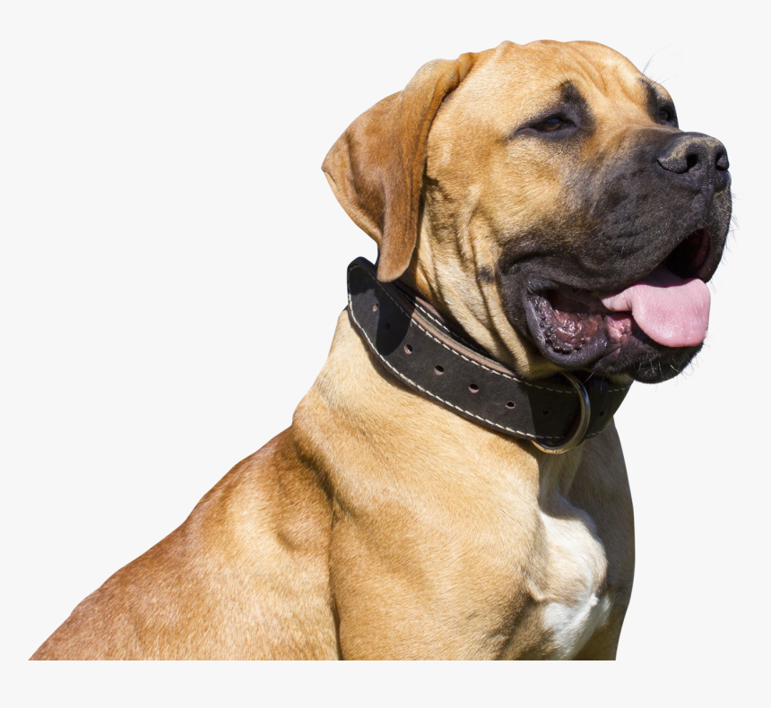 Png Dog Full Hd, Transparent Png, Free Download