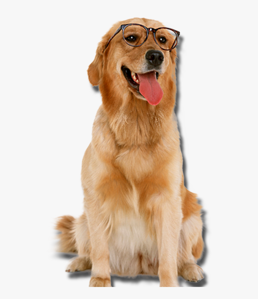 Golden Retriever With Glasses Dogs Png - Golden Retriever Transparent Png, Png Download, Free Download