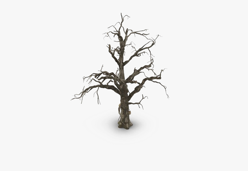 Spooky Tree Png Pic - Beech, Transparent Png, Free Download