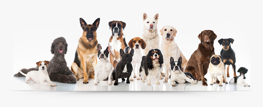 Group Of Dog Png, Transparent Png, Free Download